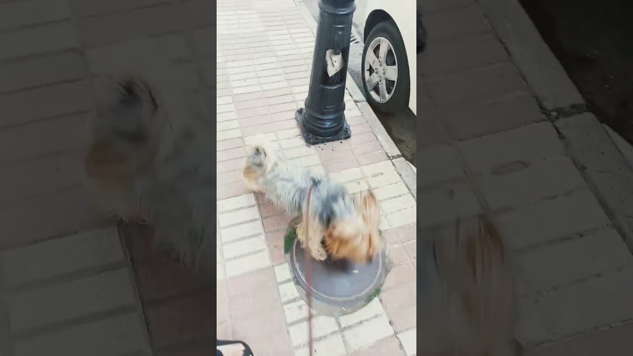 Encuentra el mejor paseador de perros en Granada