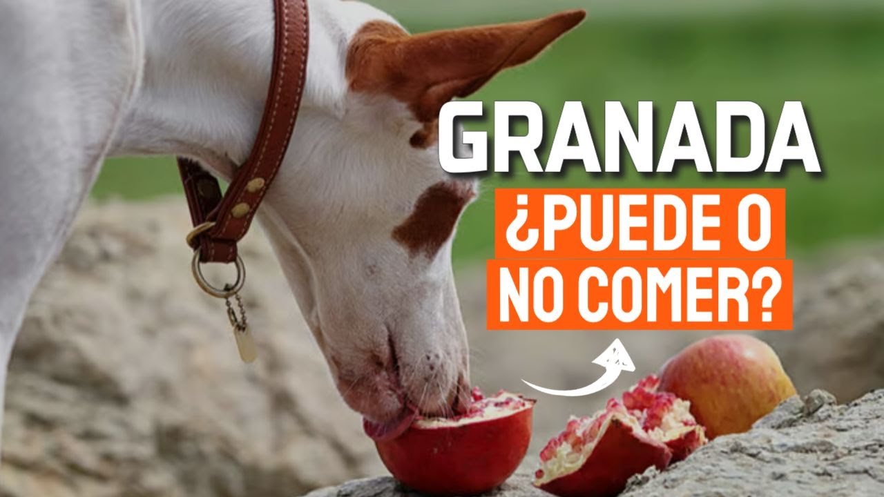 Los mejores lugares para pasear con tu perro en Granada